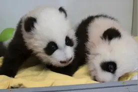 四只旅美大熊猫，下月回国！图片