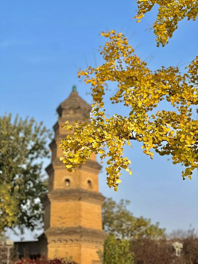 静候碑林“满眼金黄”!提前收藏这5个银杏打卡点,出片率100%