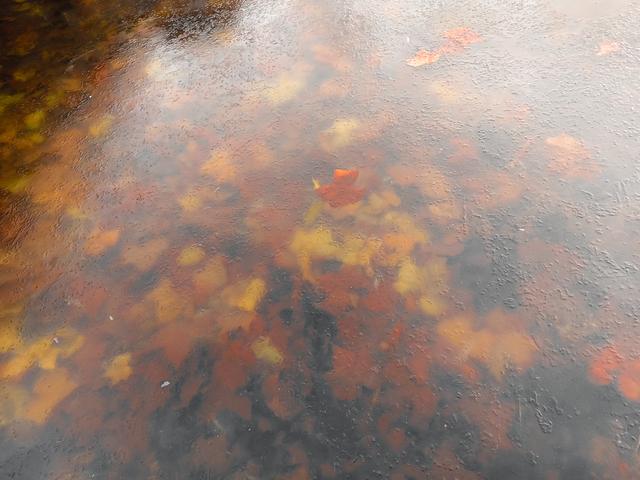 一亩园冬韵：湖漾冰凝冬生趣，花草霜缀笑含春