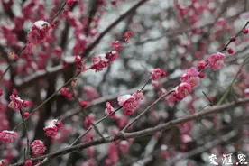 雪中梅花枝头俏图片