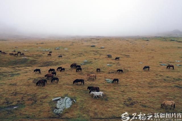 旅游促“三交”丨秋日阿禾公路：穿行在金色的画卷里