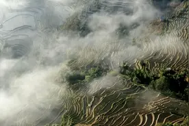 云南红河县：樱花吐蕊“醉”梯田图片