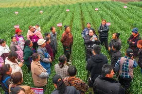田间地头的“庄稼医生”图片