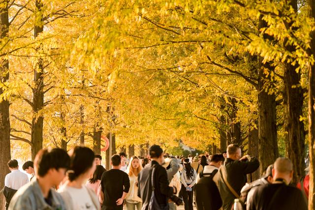 长沙最美水杉大道已上线！来这些地方邂逅初冬限定“水杉红”