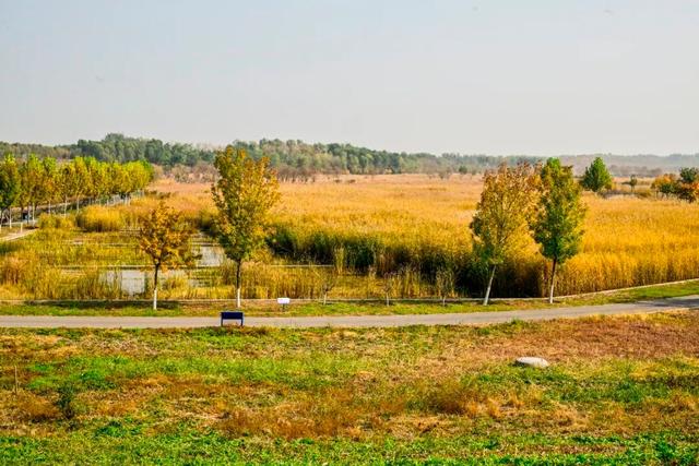 开放啦！副中心醉美秋色等您入画~