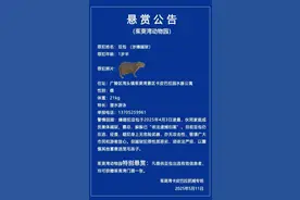 终极悬赏出炉！扬州卡皮巴拉抓捕专班打算智取“越狱”水豚图片