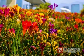 首次亮相！福州这里4万多株小苍兰绝美！地铁直达→图片