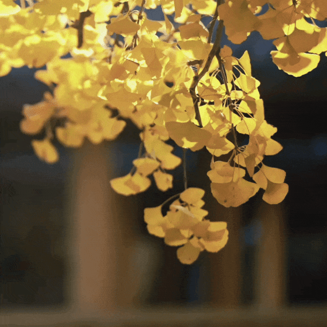 金山这些地方“含金量”满满，再不去等明年…