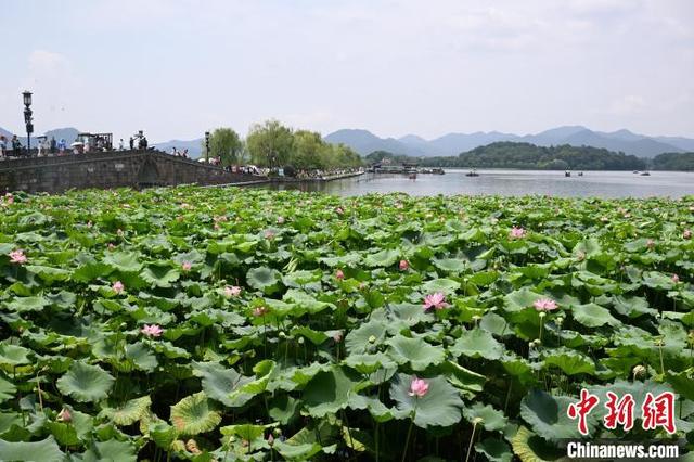 杭州西湖荷花迎盛花期 夏日美景吸引游人