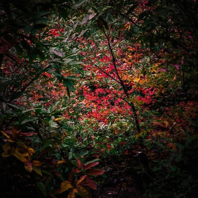 去有“枫”的地方，团风大崎山“枫”景正好！