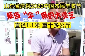 直径1.1米，重10公斤！山东庆祝“丰收节”现场，“大如伞”的灵芝火爆出圈！图片