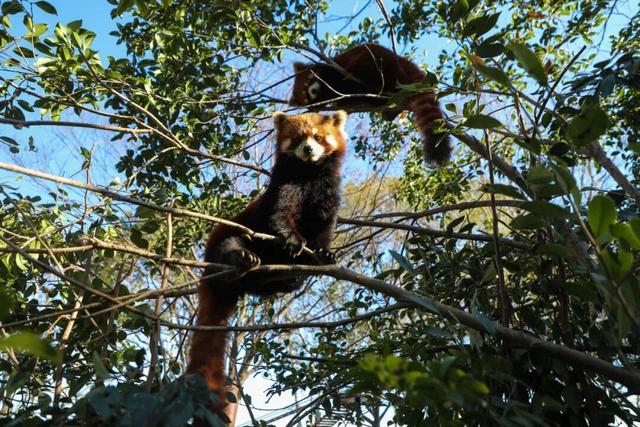 上野大熊猫百日庆邀你免费游园！