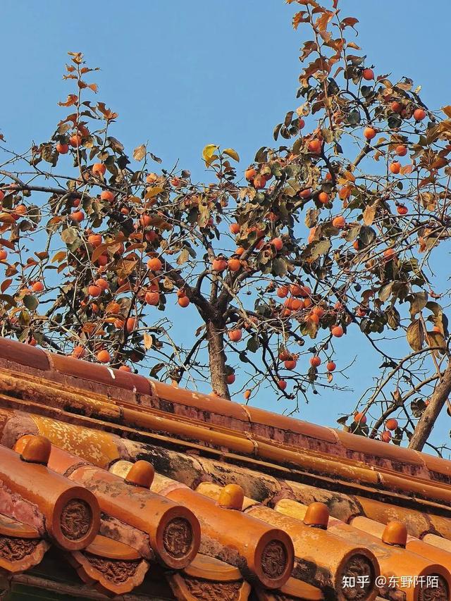 如何描述“北京的秋”？这是一期有温度的推送……