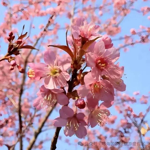 【冬季暖阳 凉山不凉】比春天先来的浪漫，是西昌的冬樱花