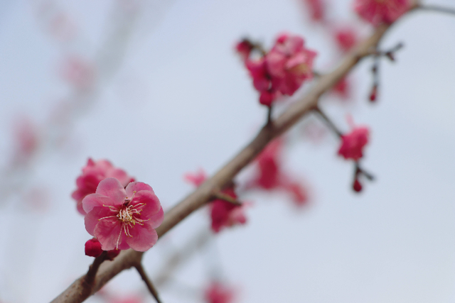 春归西董丨暗香浮动醉春光，梅花迎客踏春来