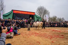 兖州新驿镇斗羊大赛再现传统盛景，文化赋能助力乡村振兴图片