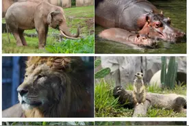 看“动物劳模”萌翻天 |“五一”羊城休闲全攻略·公园篇图片