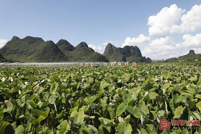 读刊｜生态修复绘就“和谐共生”新画卷