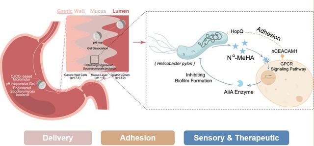 一起照亮更广阔的世界丨北京大学代表队参加国际基因工程机器大赛2025年参赛总结
