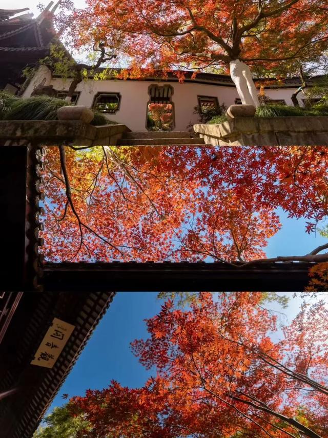 想你的“枫”，红了！终于红了！