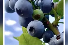 香甜脆！冬蓝莓上市啦~丨在云南样样好图片