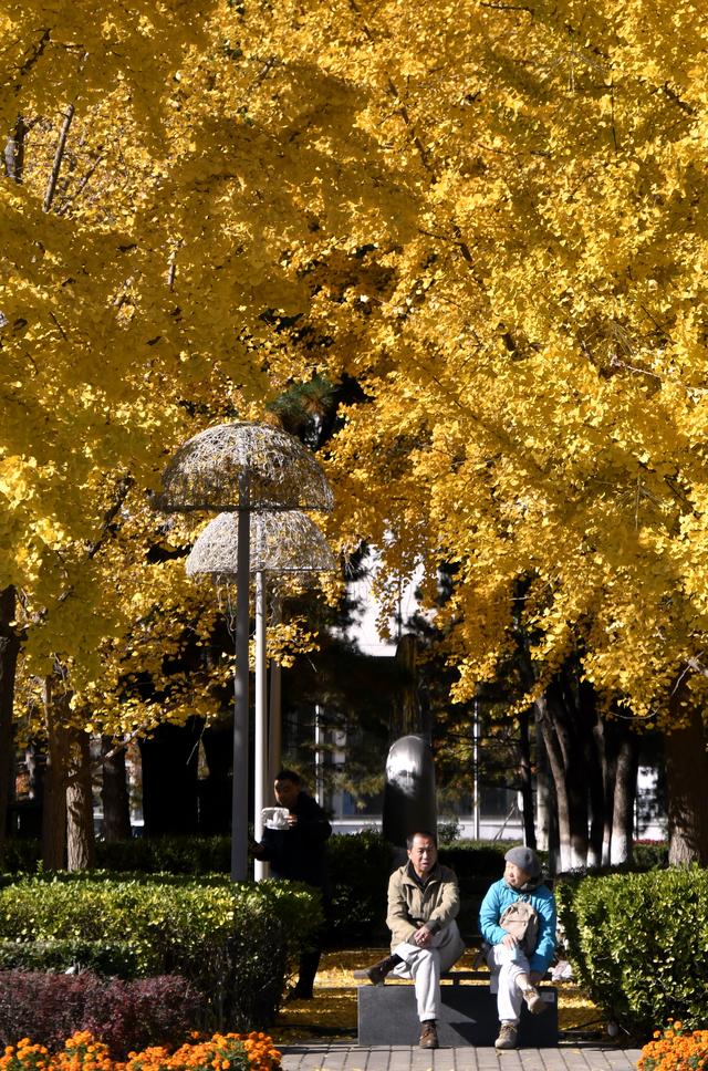 秋叶漫舞映京城