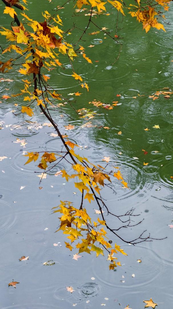雨落颐和园后溪湖，秋色染透一地金黄
