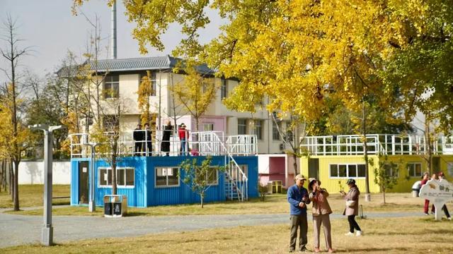 上千人蜂拥而至，杭州一棵树火遍全网！有人一大早开车赶过来：太值了