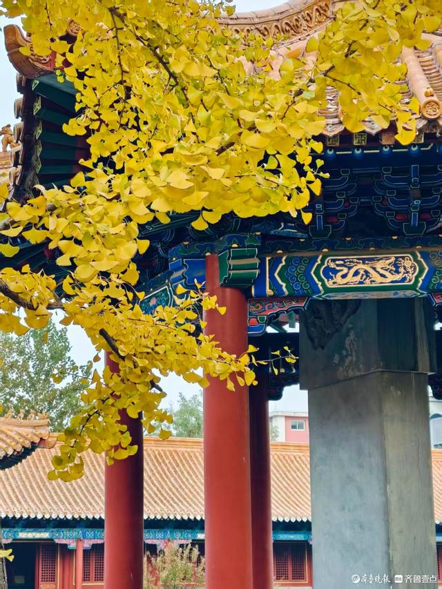 文庙秋韵，金叶叩红墙