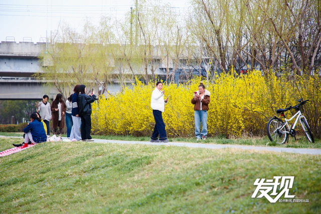 西安河堤路：紫叶李铺就春日花径