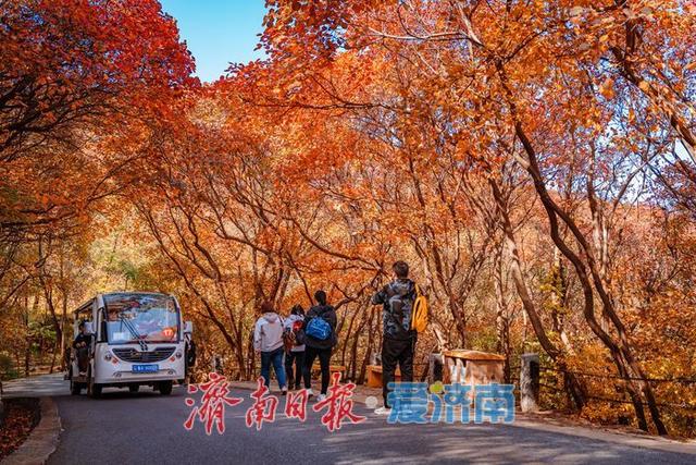 一年四季 泉在济南丨济南红叶谷漫山红遍层林尽染，最佳观赏期迎来秋日盛景