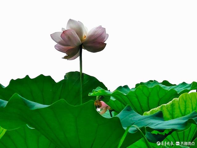四季湖荷花盛开，千姿百态醉游人