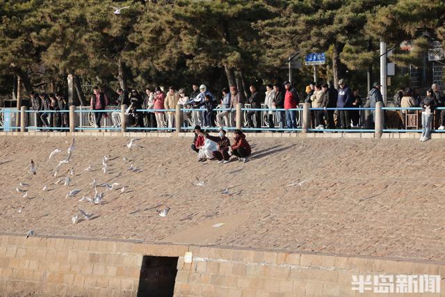 赶海+赏鸥，青岛走起