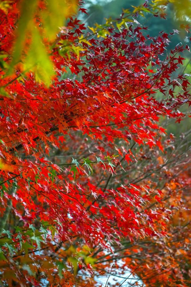 美“枫”了！九峰村迎来颜值巅峰！