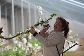 灵宝温室樱桃早产增收 农民致富新途径图片