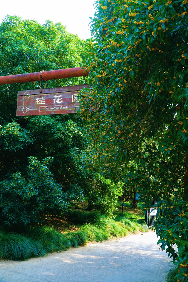 桂花香“空降”上海！秋日限定款快闻！