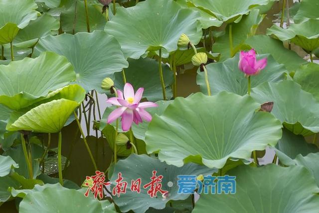 一年四季 泉在济南丨莲叶田田夏意浓
