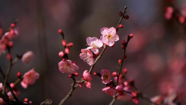 樱花桃花杏花……傻傻分不清？秒变识花高手，请点这里→
