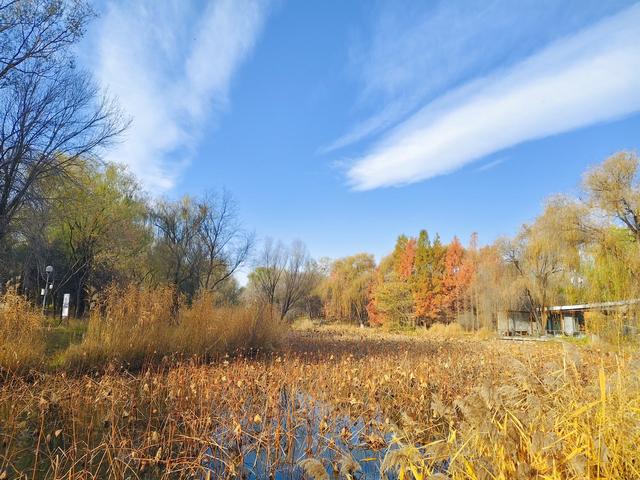秋深冬浅时，奥森浸染缤纷色彩