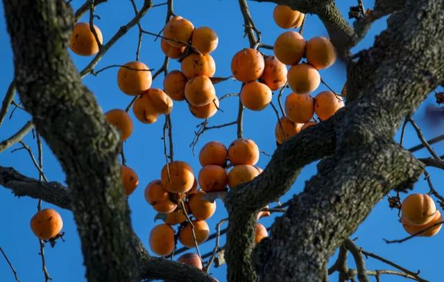 南漳：一键收藏！送你满枝头的“柿柿如意”