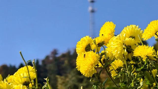 嘿，一起“采菊东篱”，就在这→