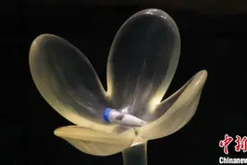 广西桂林：一朵桂花香飘一座城 一颗种子结出产业硕果图片