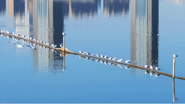 红杉秘境、白鸟起舞，武昌这座公园全都有