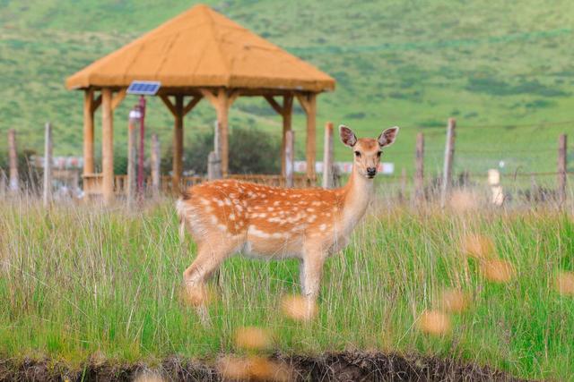 阿坝红原：牧旅融合激发草原“活力”