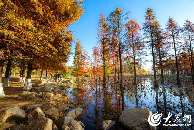 四季予你丨流动的油画！鱼鸟河水杉林上演“渐变魔法”