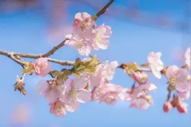 上海的樱花已经开了，但“粉色大道”大概率三月才能看到图片