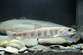 从纯野生到全人工繁殖，对川陕哲罗鲑意味着什么？丨封面科考队图片