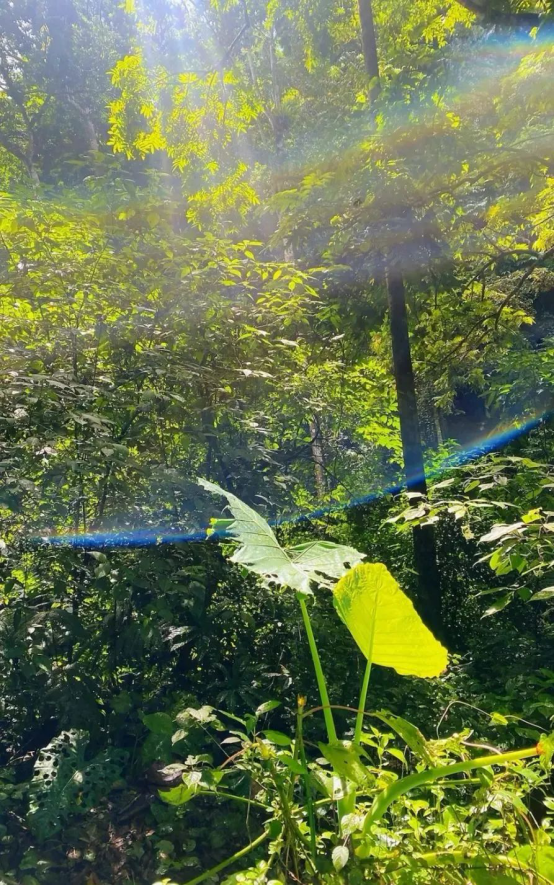 5天逃离计划：在西双版纳 开启一场暑期奇遇