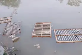 近百只猫被猫贩子溺死在水塘？佛山三水回应：正在调查图片