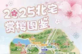 承包你春日的浪漫！2025青岛樱桃花节预告“新鲜出炉”图片